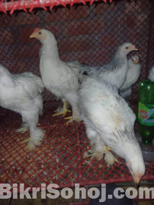 ব্রাহমা মুরগি বিক্রয়
